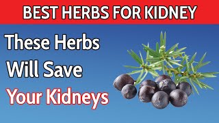 Top 9 Herbs That Will IMPROVE Kidney Health That No One Tell You [upl. by Anilyx]