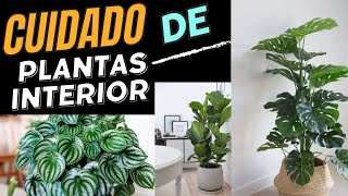 Cómo Hacer que tus Plantas de Interior Crezcan Saludables y Fuertes plantas [upl. by Knipe]