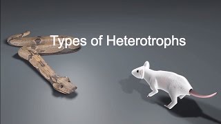 Types of Heterotrophs [upl. by Roban10]