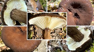 MohrenkopfMilchling Verwechslung  Toller aber regional seltener Speisepilz  Lactarius lignyotus [upl. by Safier]