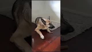 Nicely trained dogs  no fight  Enjoying food trendingshorts doglovers dog animals [upl. by Eissirk]