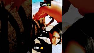 beach turtleislandturtle turtlebeach oceananimals seaturtlerescue shortfeed ytshorts reels [upl. by Aisan720]