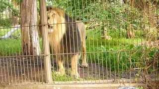 Asian lion roaring scaring a child It is Panthera Leo Persica or P Leo Leo [upl. by Primalia]