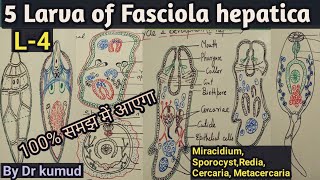 Fasciola hepaticaLarval Stages of Liver FlukeMiracidiumSporocystRediaCercariaMetacercariaBSc1 [upl. by Ardolino]