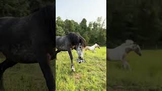 Separated Bonded Pair of Horses Reunites Again thekoala horses animals animallover wildlife [upl. by Colby]