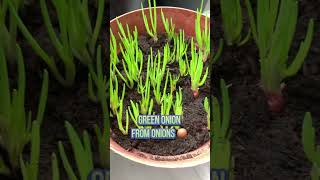 Grow Green Onion at Home So EASY [upl. by Umeh]