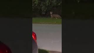 Grey fox barking at me greyfox nature wildlife animals fox foxlover [upl. by Kennett120]