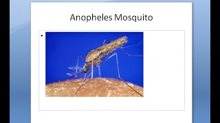 PSM 807 Anopheles Mosquito Morphology Features Larva Egg Pupa [upl. by Pinter]