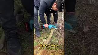 German imported lithium chainsawchainsaws hardware tools viralvideo foryou [upl. by Aikmat]