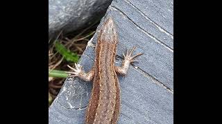 Skogsödla common lizard Zootoca vivipara Finland [upl. by Nit]