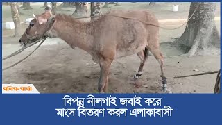 বিপন্ন নীলগাই জবাই করে মাংস বিতরণ করল এলাকাবাসী  Nilgai  Extinct Animal  Thakurgaon [upl. by Adelice]