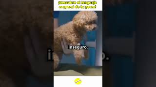 quot¿Qué está diciendo tu perro Descifra su lenguaje corporal en segundosquot [upl. by Sidman]