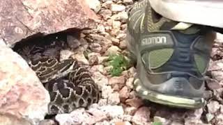 Rattlesnake Bite Slow Motion [upl. by Slocum]