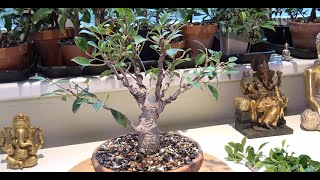 How to prune and wire your ficus bonsai tree [upl. by Dolph]