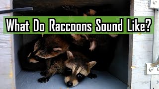 What Do Raccoons Sound Like [upl. by Lucy]