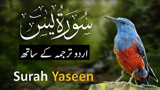 Surah Yaseen  Yasin with Urdu translation full   Quran with Urdu Hindi Translation [upl. by Inger631]