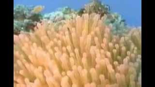 Commensalism Sea Anemone and Clownfish 348 [upl. by Raymond195]