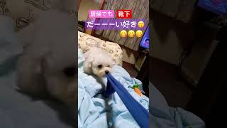 【別宅での出来事😅】むぎmugiチャンshorts ティーカッププードル 愛犬 犬のいる生活 [upl. by Onek]