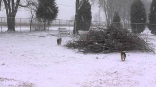 Swedish Vallhunds Apollo Arwen and Hermione Running in the Snow [upl. by Adnauqal]