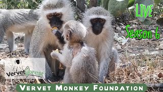 Join us for an exclusive look into the daily activities of the Monkeys 🐒 730 GMT  2 [upl. by Thenna]