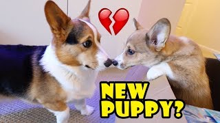 Surprising My Dog wa Corgi Puppy Doesnt go well  Life After College Ep 588 [upl. by Auhesoj178]