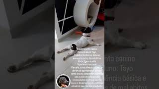 Veja este vídeo vais gostar de ver serviços de Adestramento canino disponível adestramentos 🐕‍🦺🐶 [upl. by Assenat]