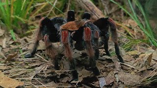 Fireleg Tarantula Gets An Upgrade  Brachypelma boehmei [upl. by Danita]