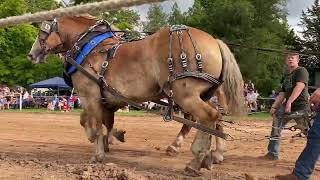 Hesperia horse pulls 2024 [upl. by Akihdar]