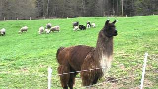 Llama Herding ORIGINAL [upl. by Wooster]