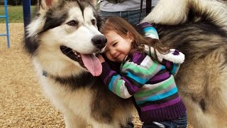 Alaskan Malamute Dog Playing And Showing Love To Babies Compilation  Dog Loves Baby Videos [upl. by Mintun]