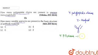 How many polypeptide chains are present in gamma immunoglobulin [upl. by Edmondo]