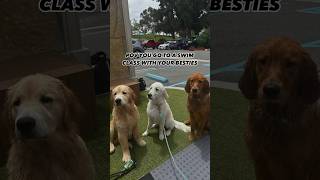 Golden retriever puppies go to swim class 🩵 goldenretriever puppies swimming [upl. by Shea163]