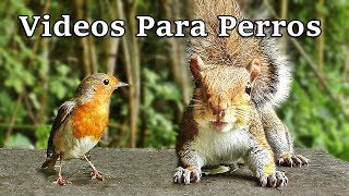 Videos Para Perros  Pájaros y Ardillas [upl. by Nomed]