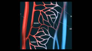 Arteries Veins amp Capillaries  shorts youtubeshorts biology circulatorysystem [upl. by Adnaw]