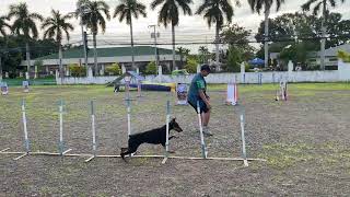 DOG AGILITY  Doberman Pinscher [upl. by Ahserb734]