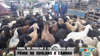 FEIRA DE CANSANÇÃO  OVELHAS CABRAS GADO [upl. by Eenafets]