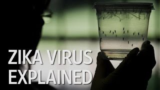 What Is the Zika Virus [upl. by Dronski]