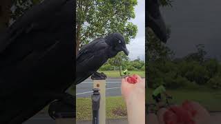 Today is steak day for Sheryl Crow australia peace wildlife liveyourbestlife birds [upl. by Gnay]