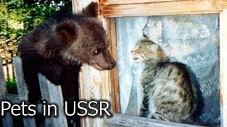 The Ugly Truth About Pets and Pet Owners in the Soviet Union ussr [upl. by Anelagna]