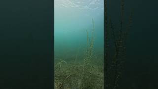 Watch the lower left side Dove on a Northern Pike snorkeling [upl. by Kylynn128]