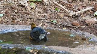 Orange headed Thrush taking bath Mumbai [upl. by Aeneas]