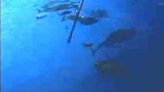 Great White Shark Feeding at Supper Time [upl. by Bate]