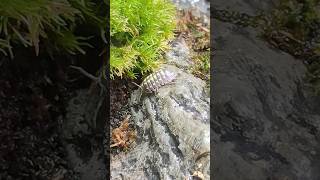 Armadillidium gestroi isopods foraging bioactive isopods insectworld [upl. by Samanthia924]