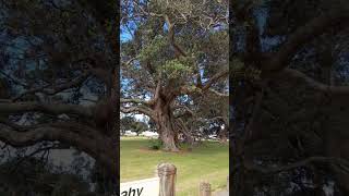 Tiki tour 11 Ohope beach amp pohutukawa trees [upl. by Isoj425]