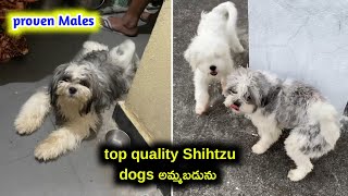 top quality Shihtzu dogs for sale in telugu 95730 86782 aj pets [upl. by Esorylime]