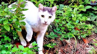 Lonely and Shy Street Cat is Safe for the First Time 🐾 I Gave Food with Love Watch His Happiness [upl. by Nomaid]