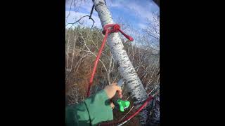 Birch tree between homes  rigging [upl. by Yelra]