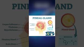 PINEAL GLAND [upl. by Ruttger]