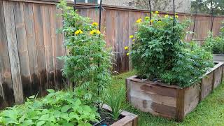 Potager veggie garden tour  October 2023 [upl. by Forta551]