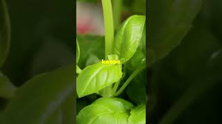 Easiest Hydroponics Veggies to Grow for Massive Rewards Beginner Tips [upl. by Ennovehs]